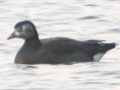 Barnacle Goose x Lesser White-fronted Goose hybrid